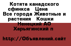 Котята канадского сфинкса › Цена ­ 15 - Все города Животные и растения » Кошки   . Ненецкий АО,Харьягинский п.